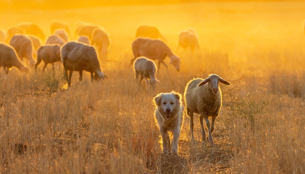Animals