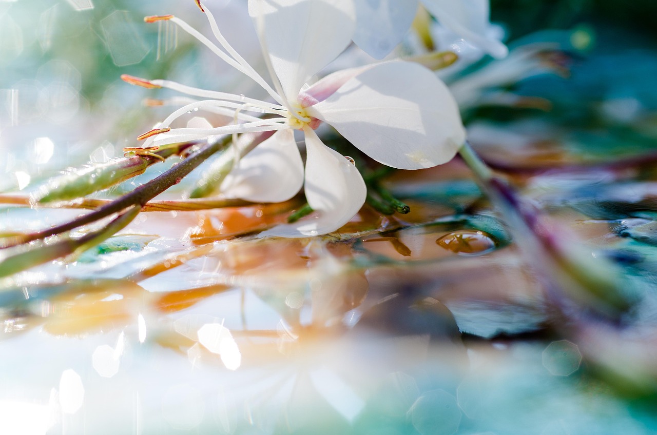Image by edithluthi from Pixabay