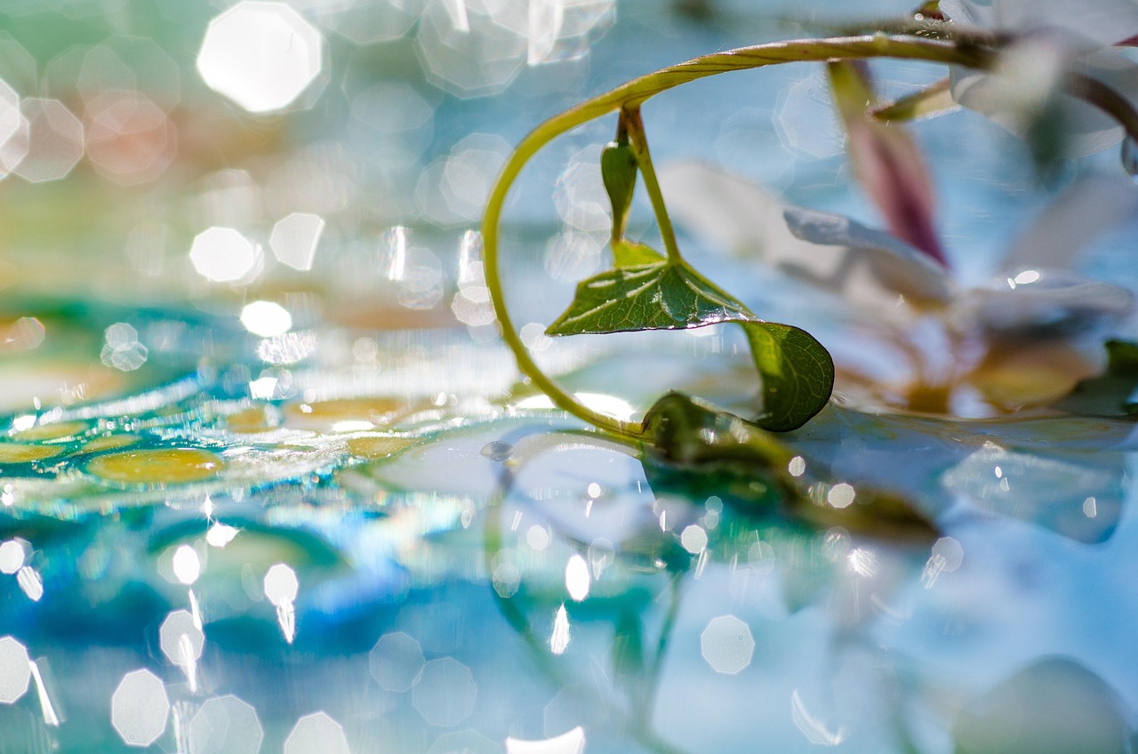 Image by edithluthi from Pixabay